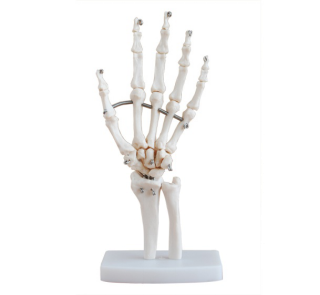 Life-size Hand Joint Skeleton Model